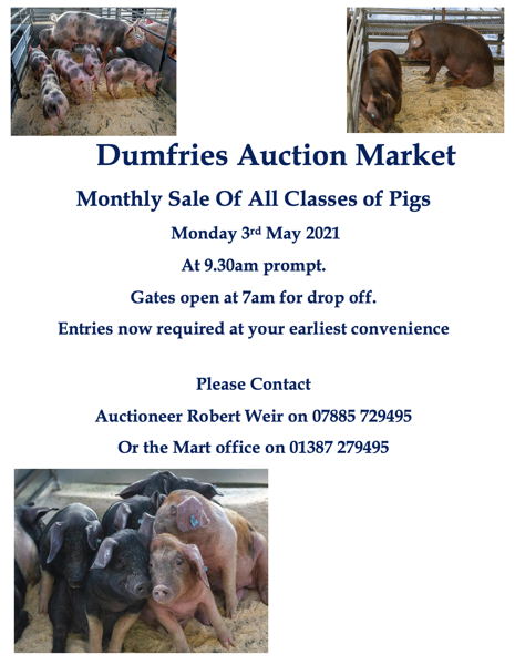 Dumfries pig sale