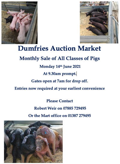 Pigs