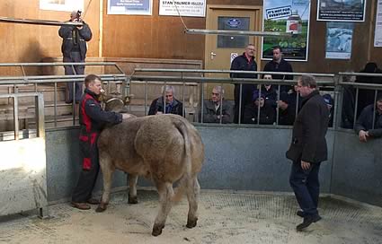 Christmas Show and Sale of Prime Cattle in Dumfries on Wednesday 5th December 2012.