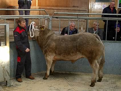 Christmas Show and Sale of Prime Cattle in Dumfries on Wednesday 5th December 2012.