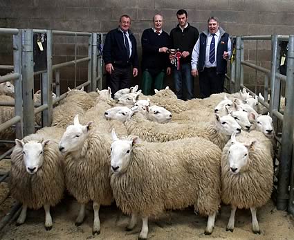 Cheviot hoggs