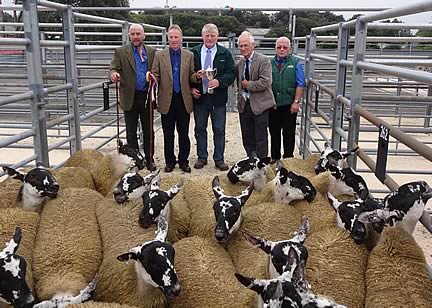 Dalpeddar Ewe Lambs