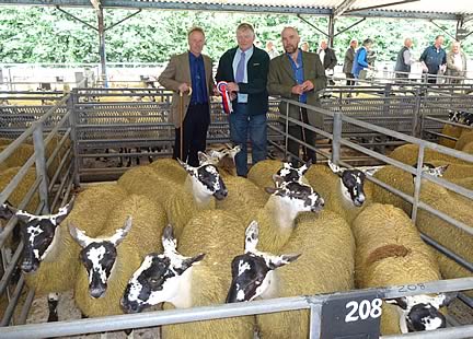Champion Rosette being awarded for Ewe Lambs