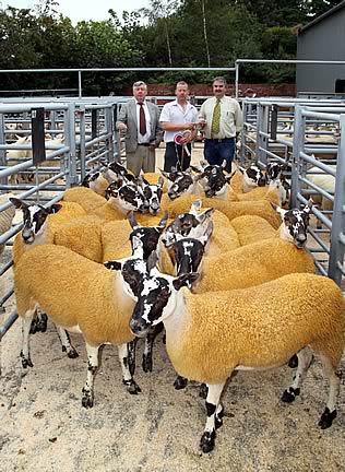 Champion Pen of Gimmers