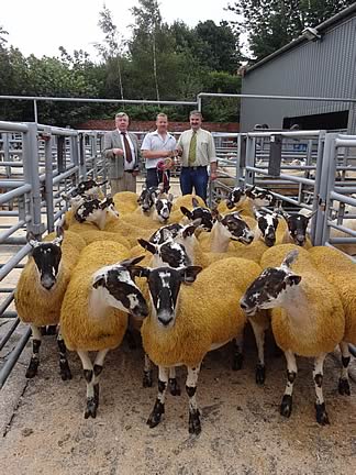 Champion Pen of Gimmers