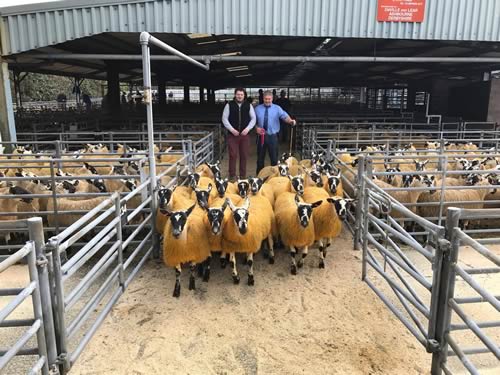 Champion Ewe Lambs