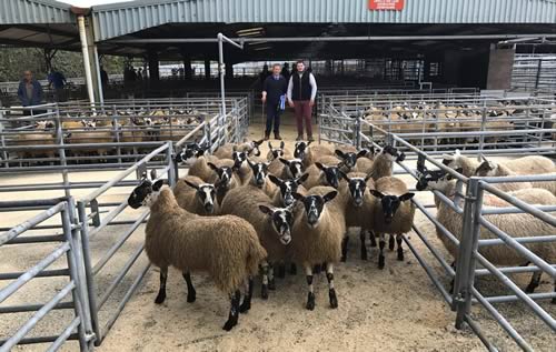 Reserve Champion Ewe Lambs