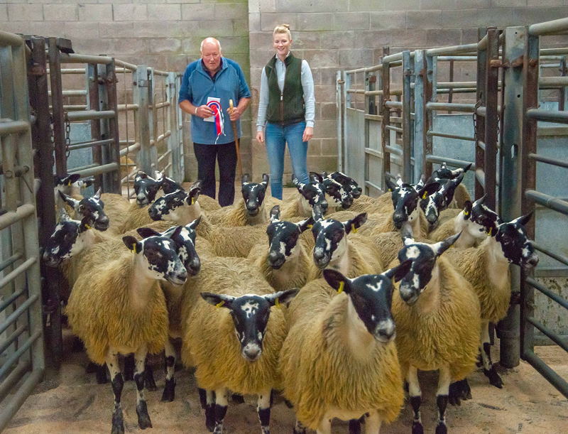 Champion Pen Scotch Mule Ewe Lambs