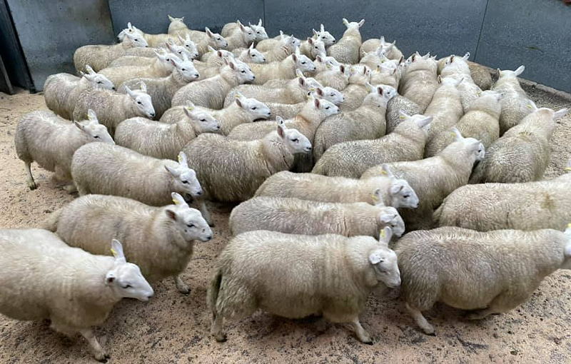 Archbank lambs