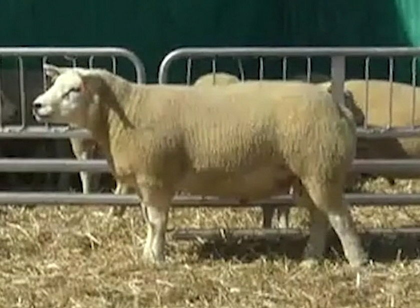 Top price of £1150 for an Airies Crusader sired shearling