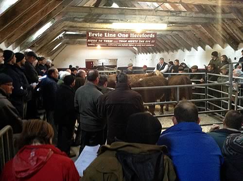 Ervie Hereford Bull Sale