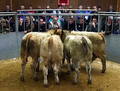 Best pen of Suckled Calves, Carsegowan £620