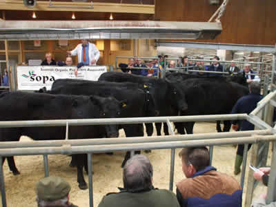 Organic Cattle Sale at Dumfries