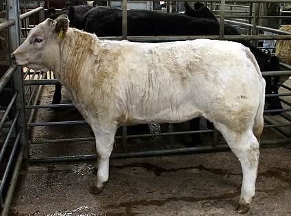 Top Price Calf - Charolais X Heifer (7mo) from AF Ramsay (Craignarget) Gillespie, £800, 254ppk