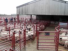 sheep pens