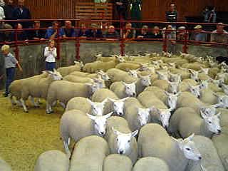 ewes and lambs