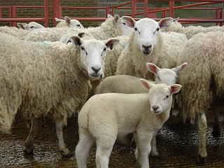 ewes and lambs