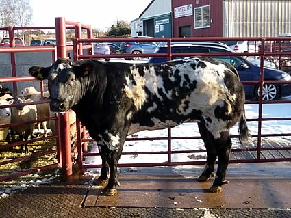 Champion shown by Messrs J & S Retson, Gardrum, Eastriggs