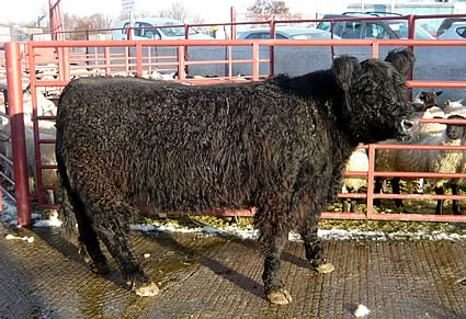 Native Champion shown by Messrs Kyle, Spout Bank, Walton