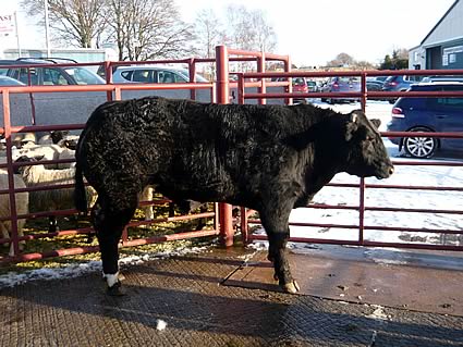 Reserve Champion shown by Peter Armstrong, High Moat, Longtown