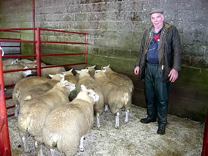 Reserve Champion Lambs from Messers Lawson, Kirkland Green