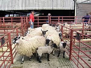 longtown store sheep sale