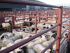 sheep pens