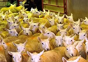 cheviot lambs