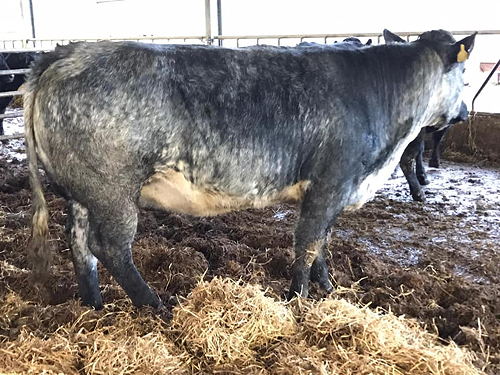 15 Limousin and British Blue cross beef bred heifers