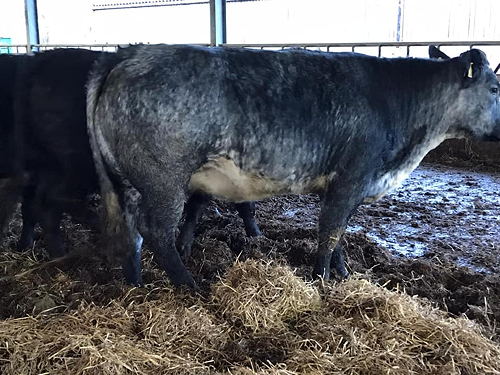 15 Limousin and British Blue cross beef bred heifers