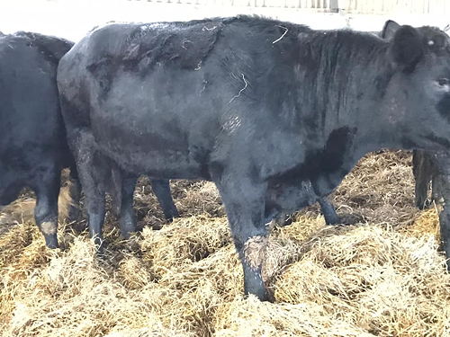 30 first cross Limousin Incalf Heifers