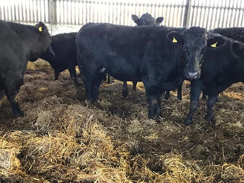 30 first cross Limousin Incalf Heifers