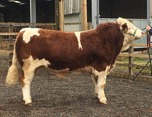 Choicely bred pedigree registered young simmental bull ready to work well worth of buyers attention.