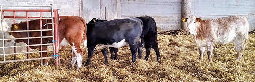 70 Limousin X and BB X Suckled Calves