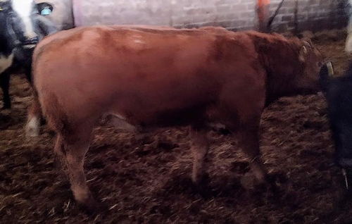 70 Limousin X and BB X Suckled Calves