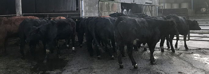 Limousin Bulling Heifers