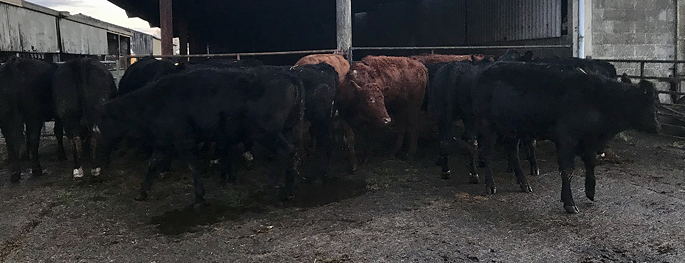 Limousin Bulling Heifers