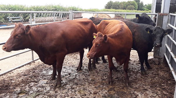 2 Beef Shorthorn & 2 Saler x Galloway cows