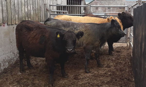 2 x Highland, 1 x Galloway and 1 x Blue Grey cow