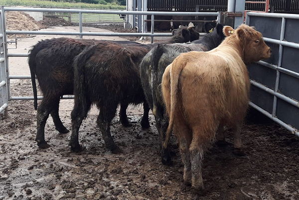2 x Highland, 1 x Galloway and 1 x Blue Grey cow