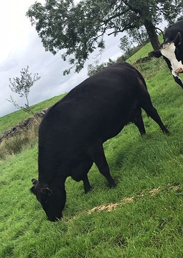 Pedigree Aberdeen Angus Cow