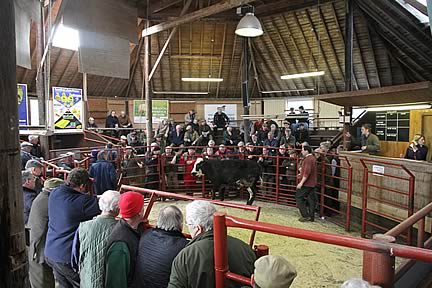 store cattle sale