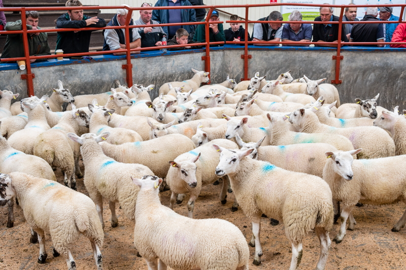 Busy day at Longtown Mart for the opening store lamb sale of the season