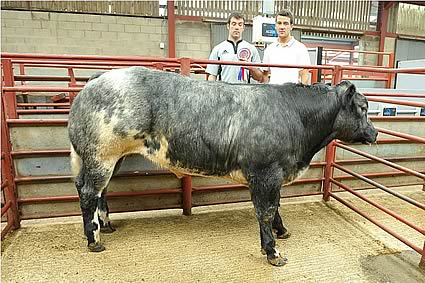 Overall Champion Beast from A. & J.N. Story, Newbiggin, shown with Ashley and Sam Story