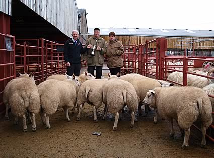 Champion pen of lambs from Messrs Hope, Albierigg