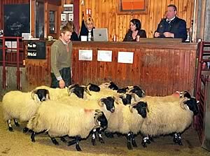 cheviot lambs