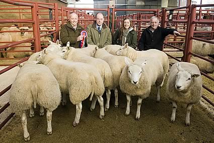1 - Overall Champion sheep from Messrs Cavers, Sorbie