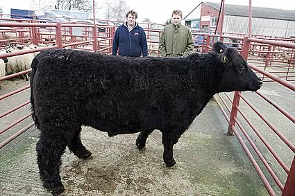 5 - Best British Breed from A Carruthers & Sons, Peela Hill