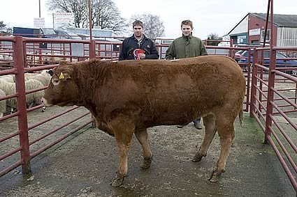 3 - Overall Champion Beast - Lim Hfr from J W Vevers, High Stenries