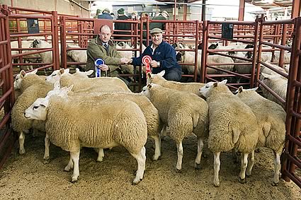 2 - Reserve Overall Champion Sheep from Messrs Whiteford Tercrosset